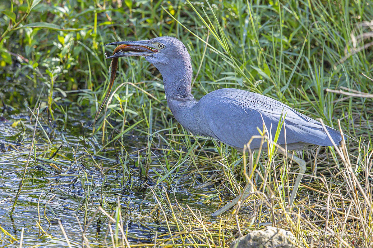 Koartzatxo urdina - ML644428855