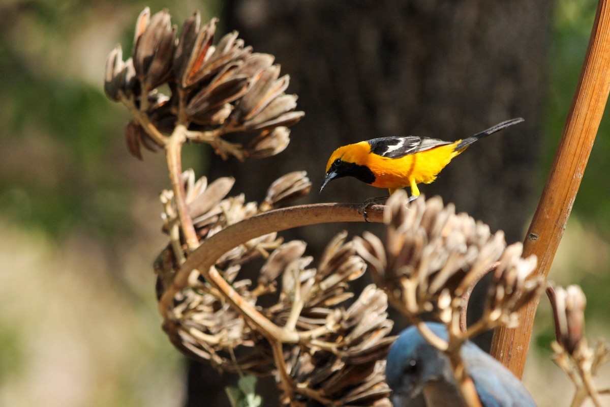 Hooded Oriole (nelsoni Group) - ML644428860