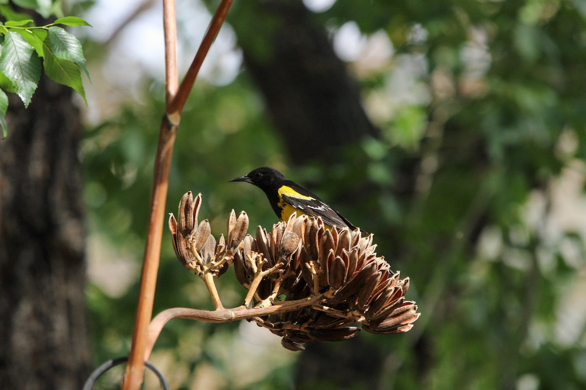 Scott's Oriole - ML644428870