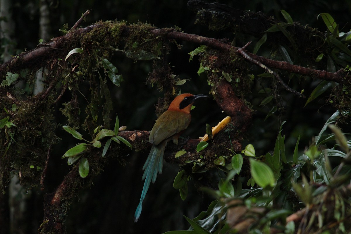 Motmot roux - ML644428871