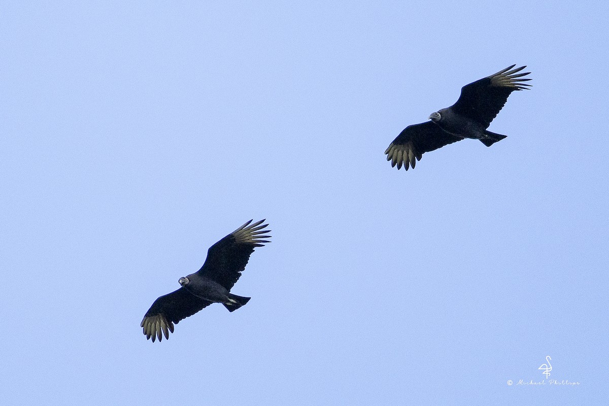 Zopilote beltza - ML644428882