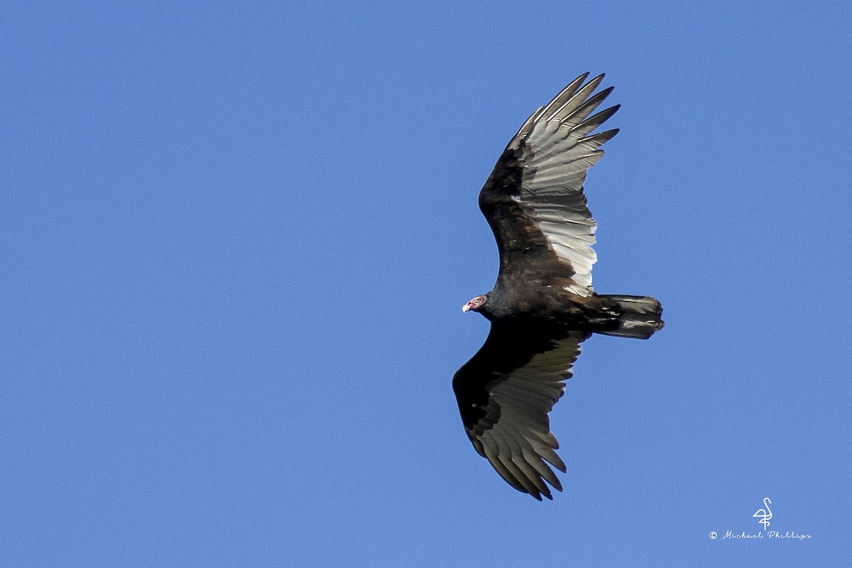 Zopilote indioilarra - ML644428884