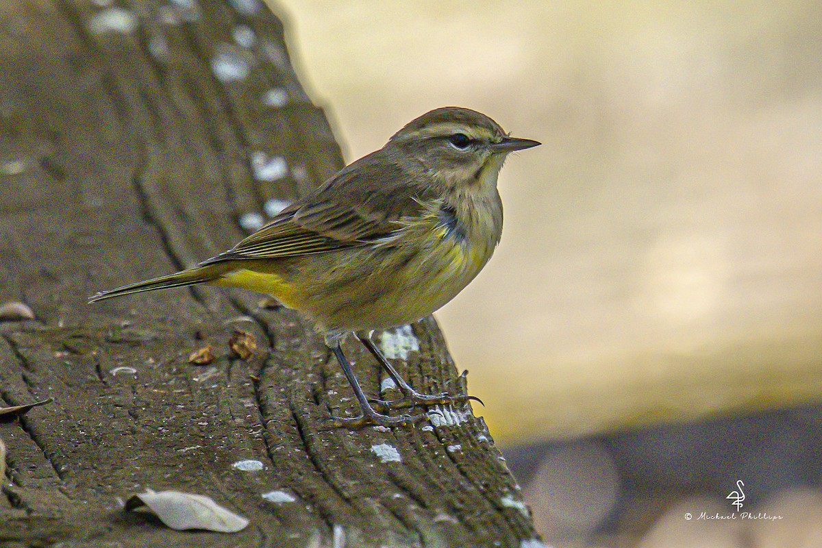 Palm Warbler - ML644428885