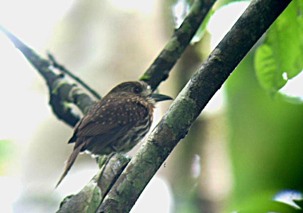 White-whiskered Puffbird - ML644428892