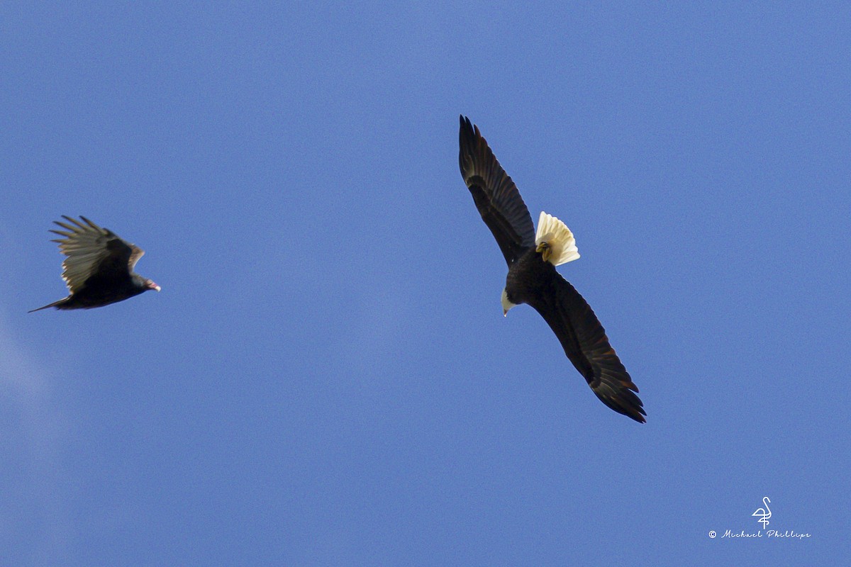 Itsas arrano buruzuria - ML644428904