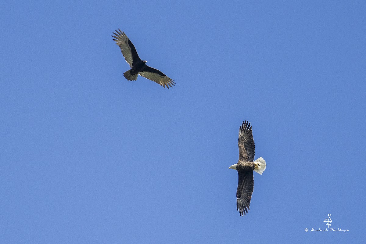 Itsas arrano buruzuria - ML644428905