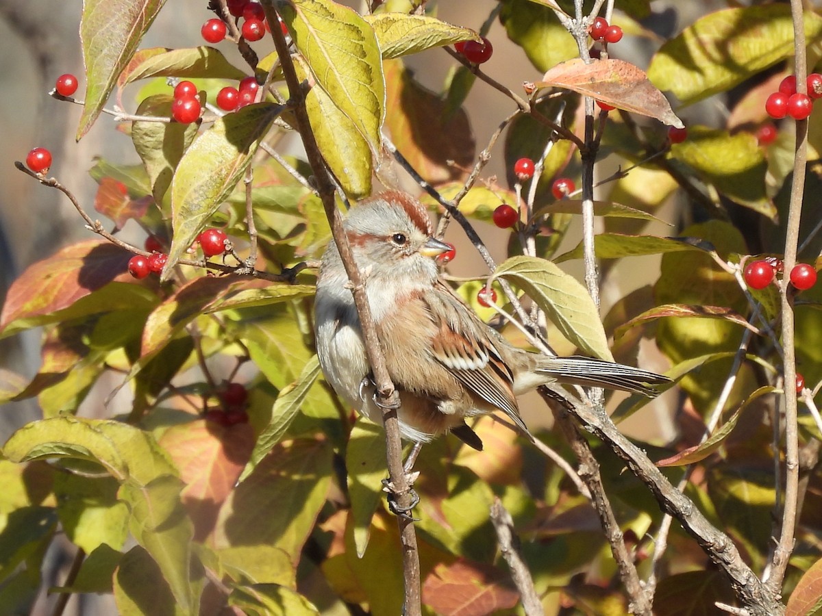 American Tree Sparrow - ML644428909