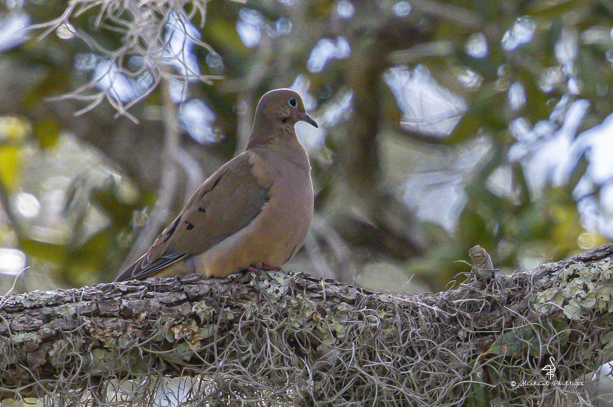 Zenaida arrunta - ML644428910