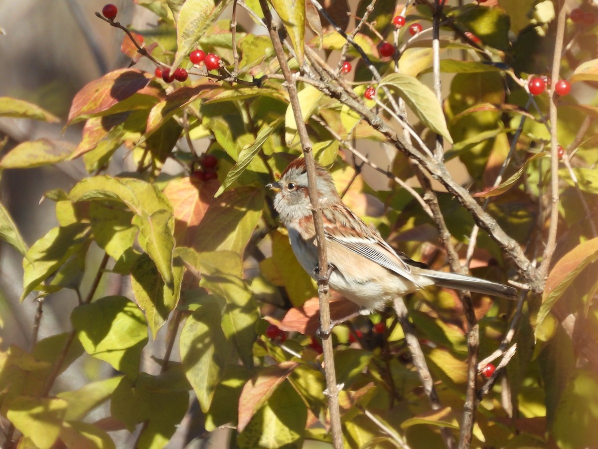 American Tree Sparrow - ML644428914