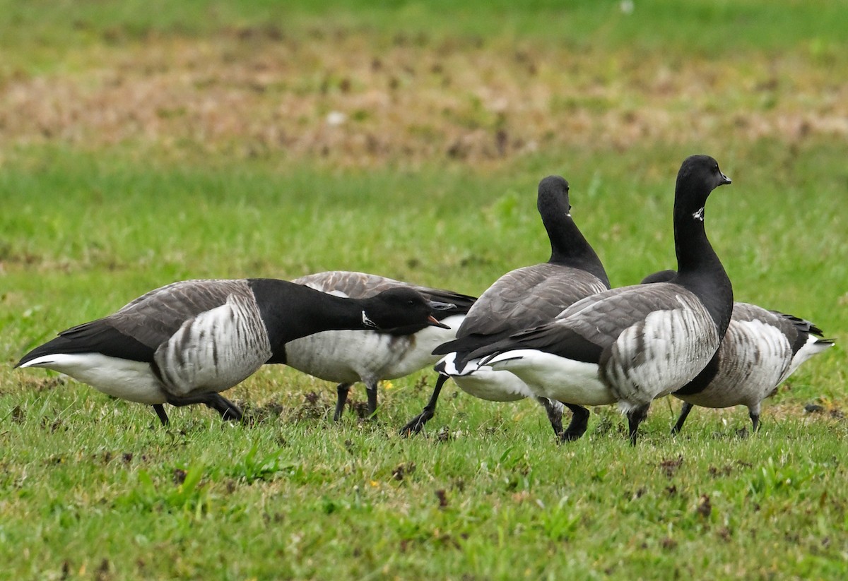 ringgås - ML644428917