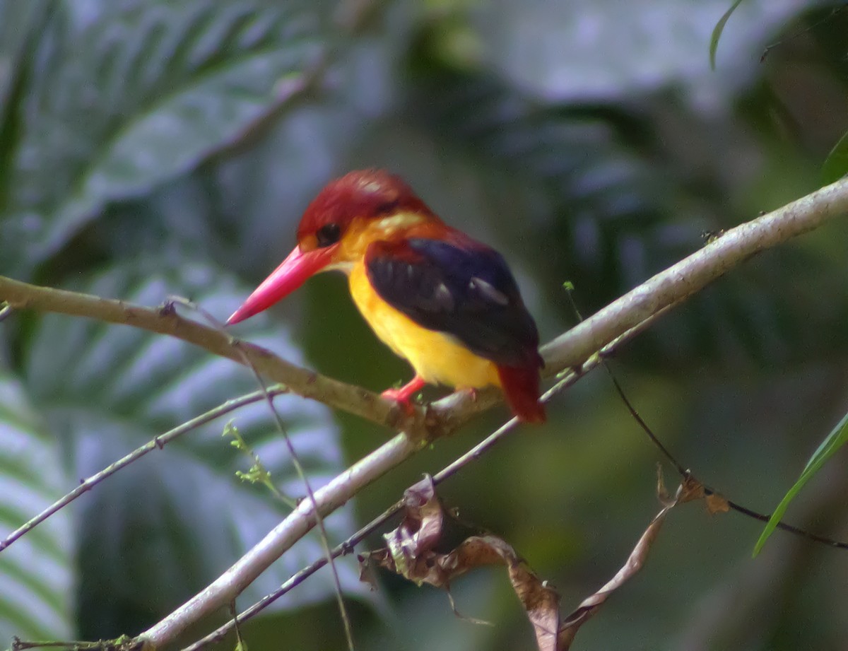 Rotrücken-Zwergfischer - ML644428920