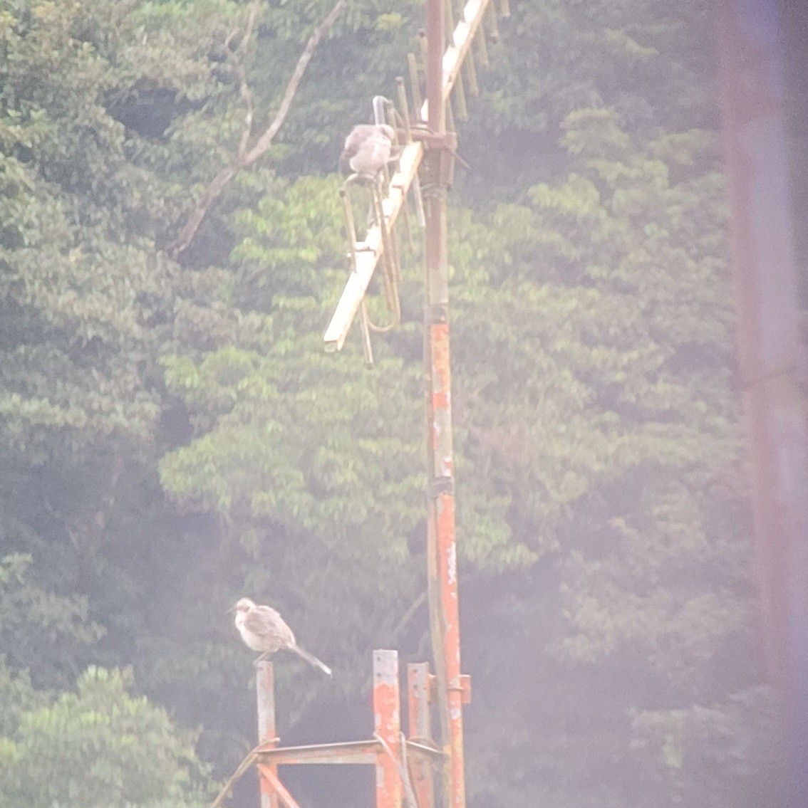 Moqueur des savanes - ML644428925