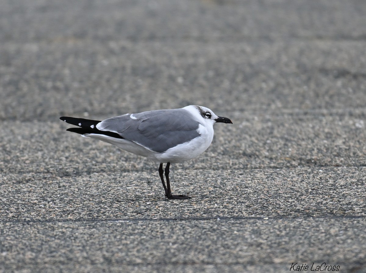 lattermåke - ML644428933