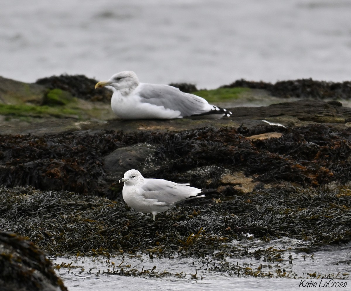 ringnebbmåke - ML644428955