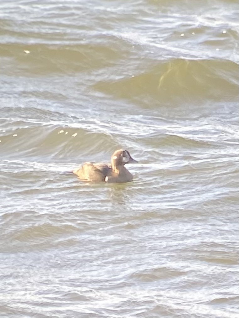 Harlequin Duck - ML644428957