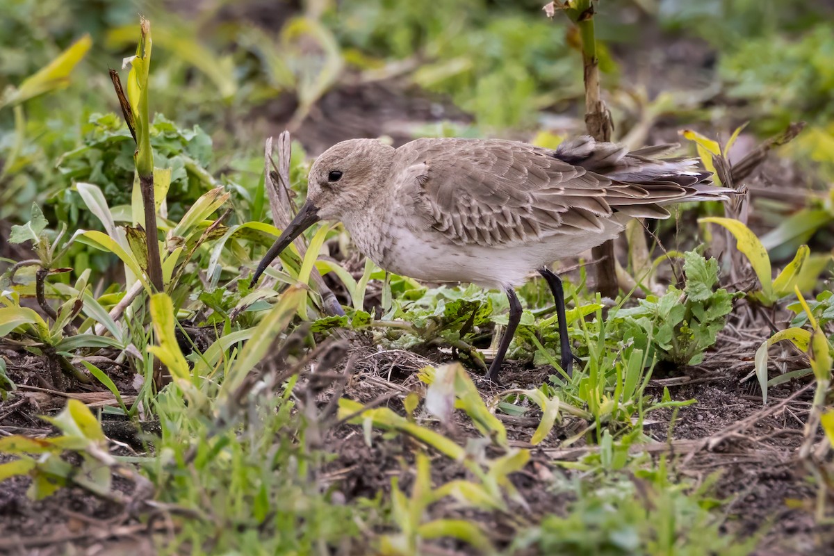 myrsnipe - ML644428960