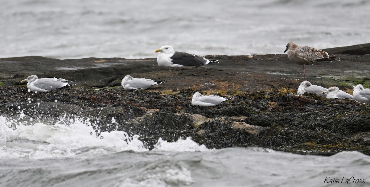 Great Black-backed Gull - ML644428962