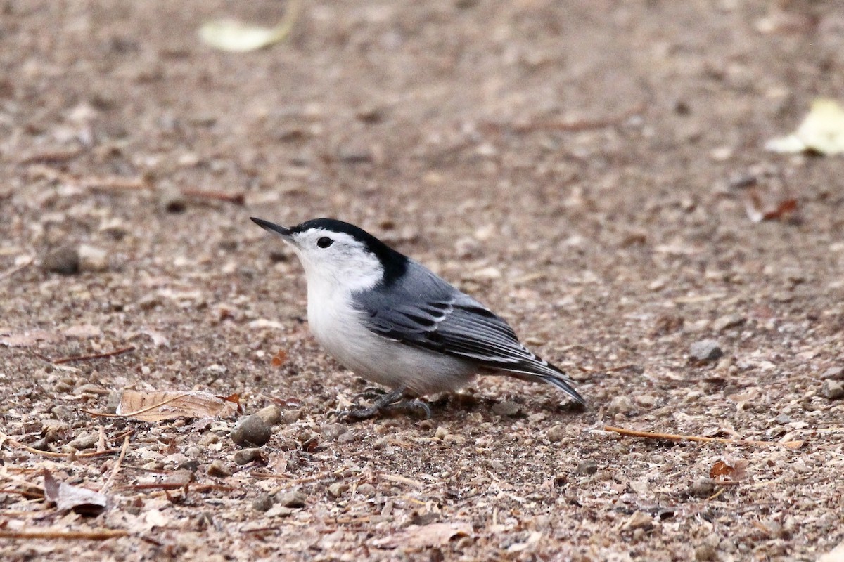 White-breasted Nuthatch (Eastern) - ML644428963
