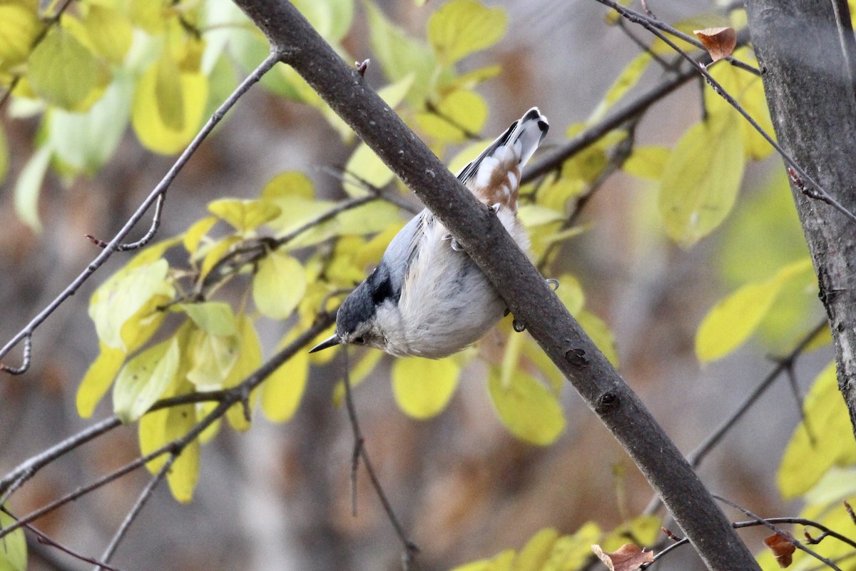 White-breasted Nuthatch (Eastern) - ML644428965
