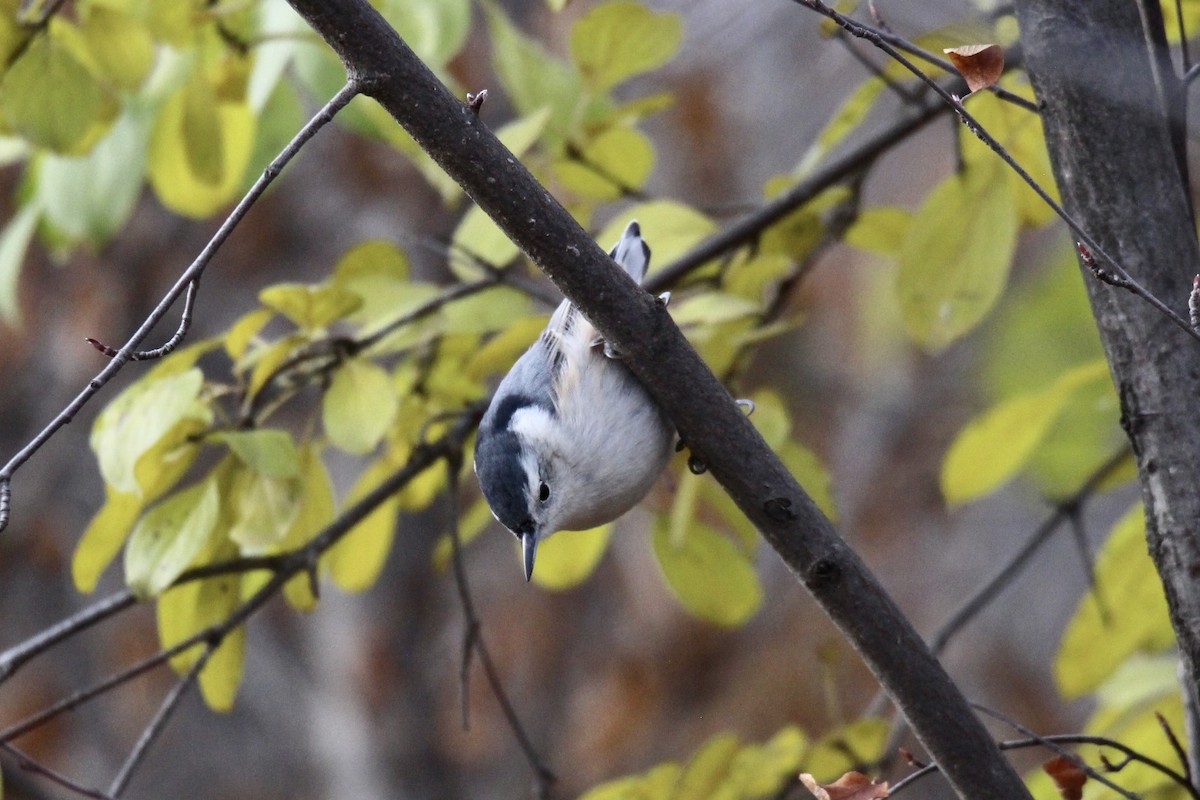White-breasted Nuthatch (Eastern) - ML644428966