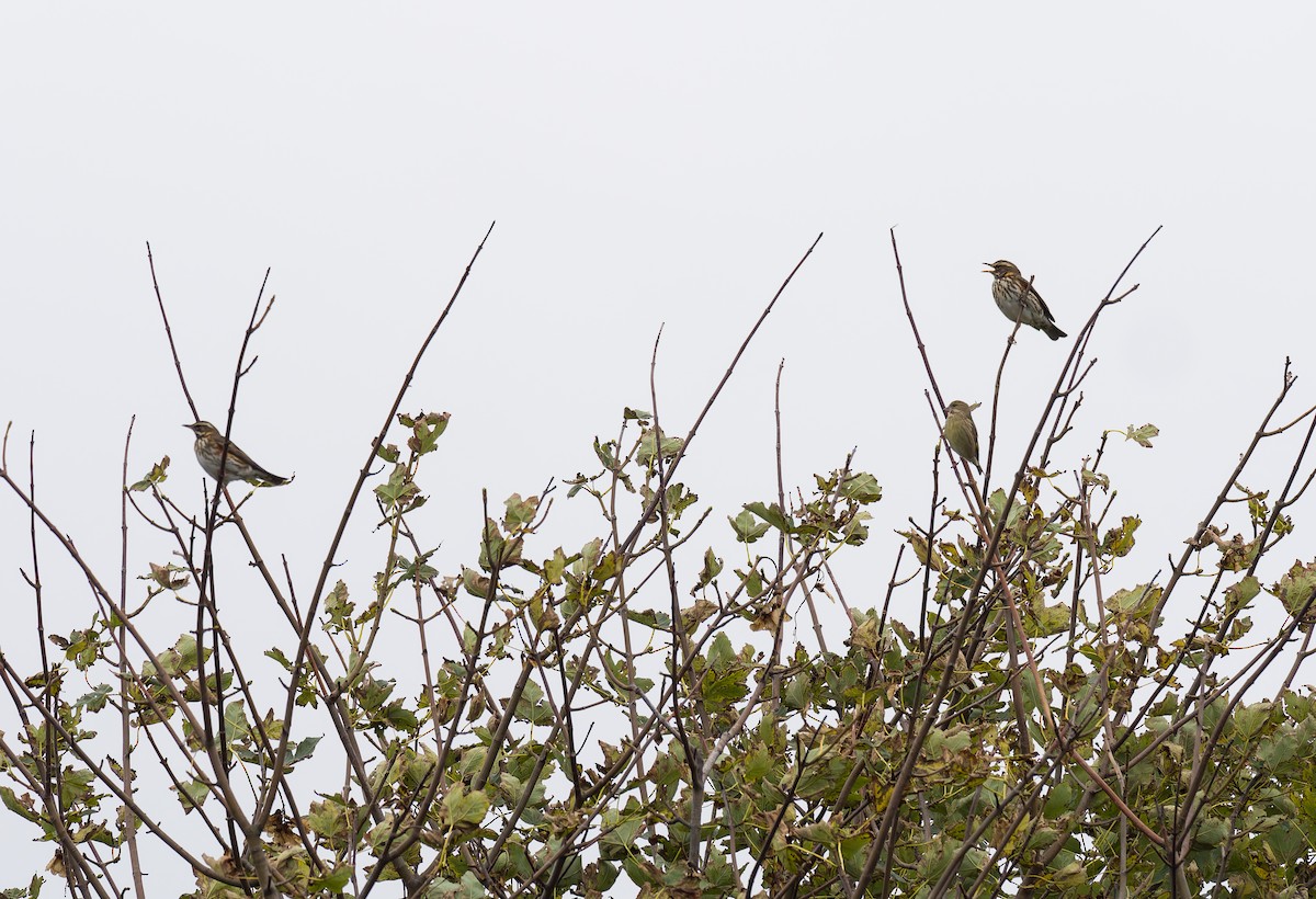 Grive mauvis - ML644428975