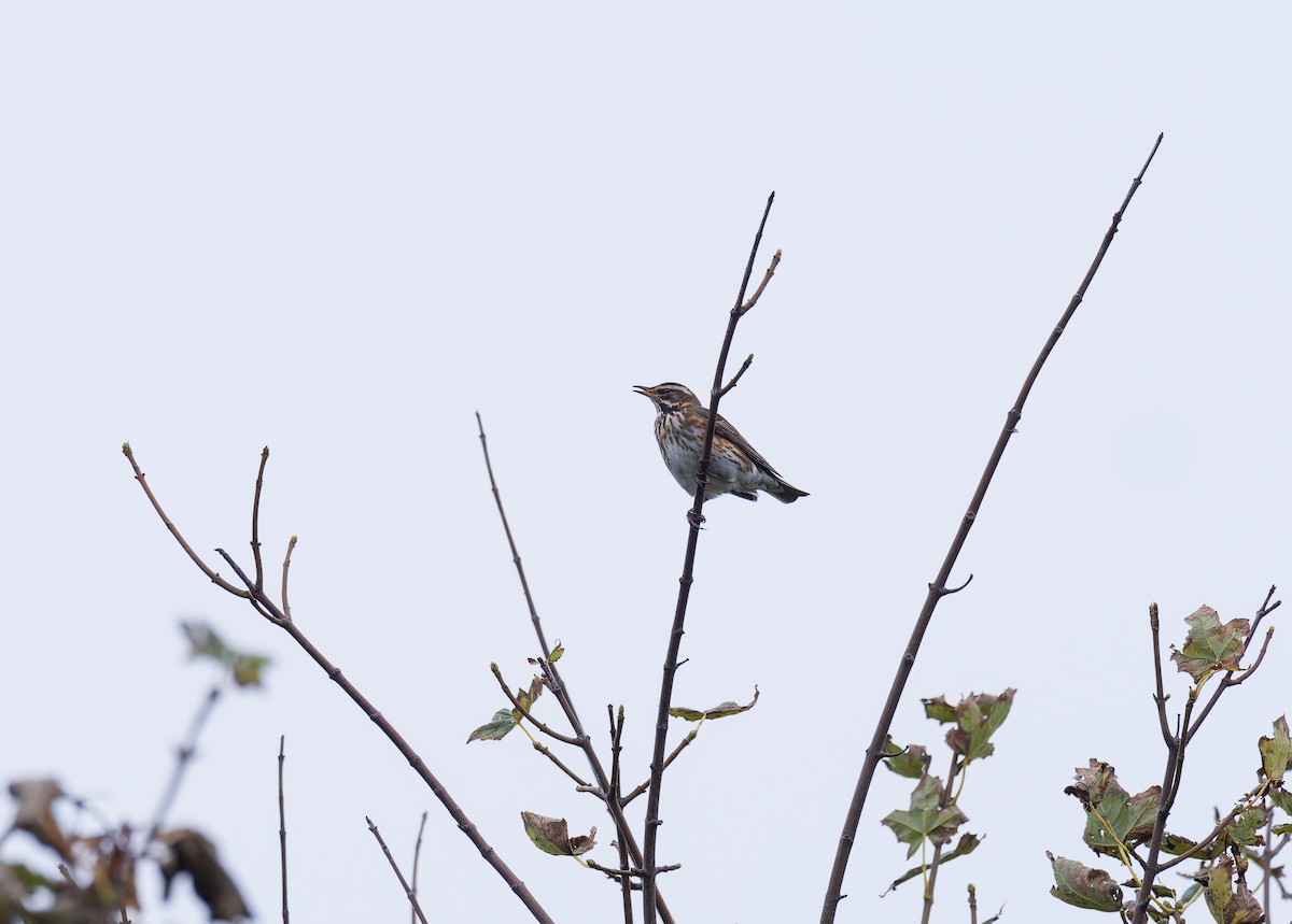 Grive mauvis - ML644428989