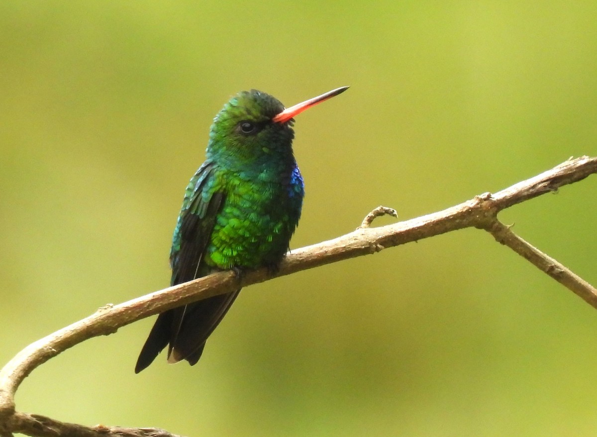 Glittering-bellied Emerald - ML644428995