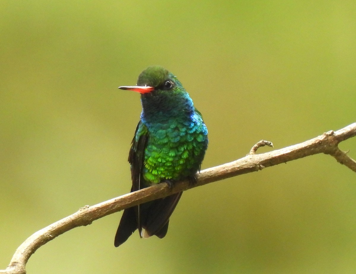Glittering-bellied Emerald - ML644428996