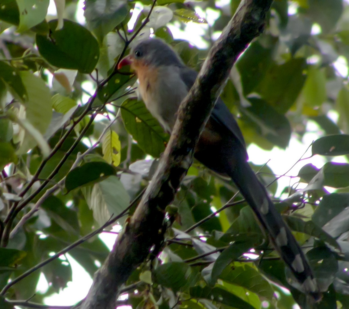 Red-billed Malkoha - ML644428998