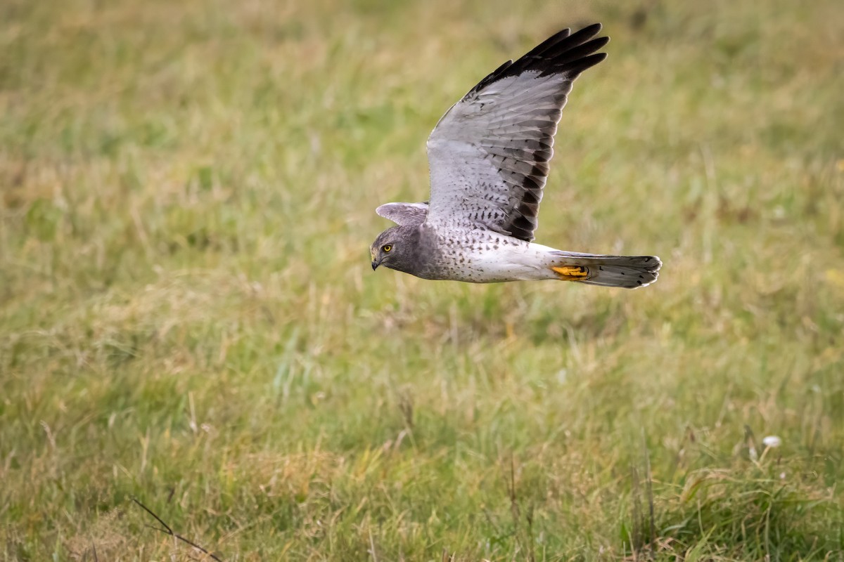 Northern Harrier - ML644429009