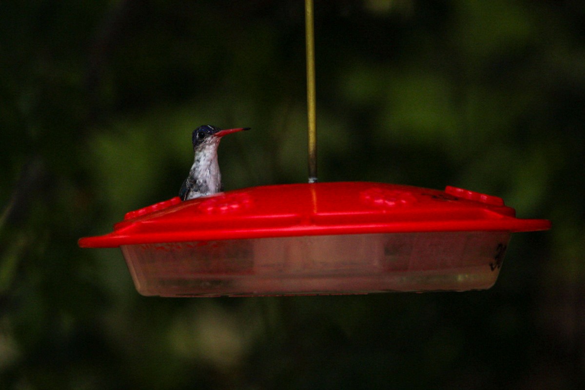 Violet-crowned Hummingbird - ML644429027