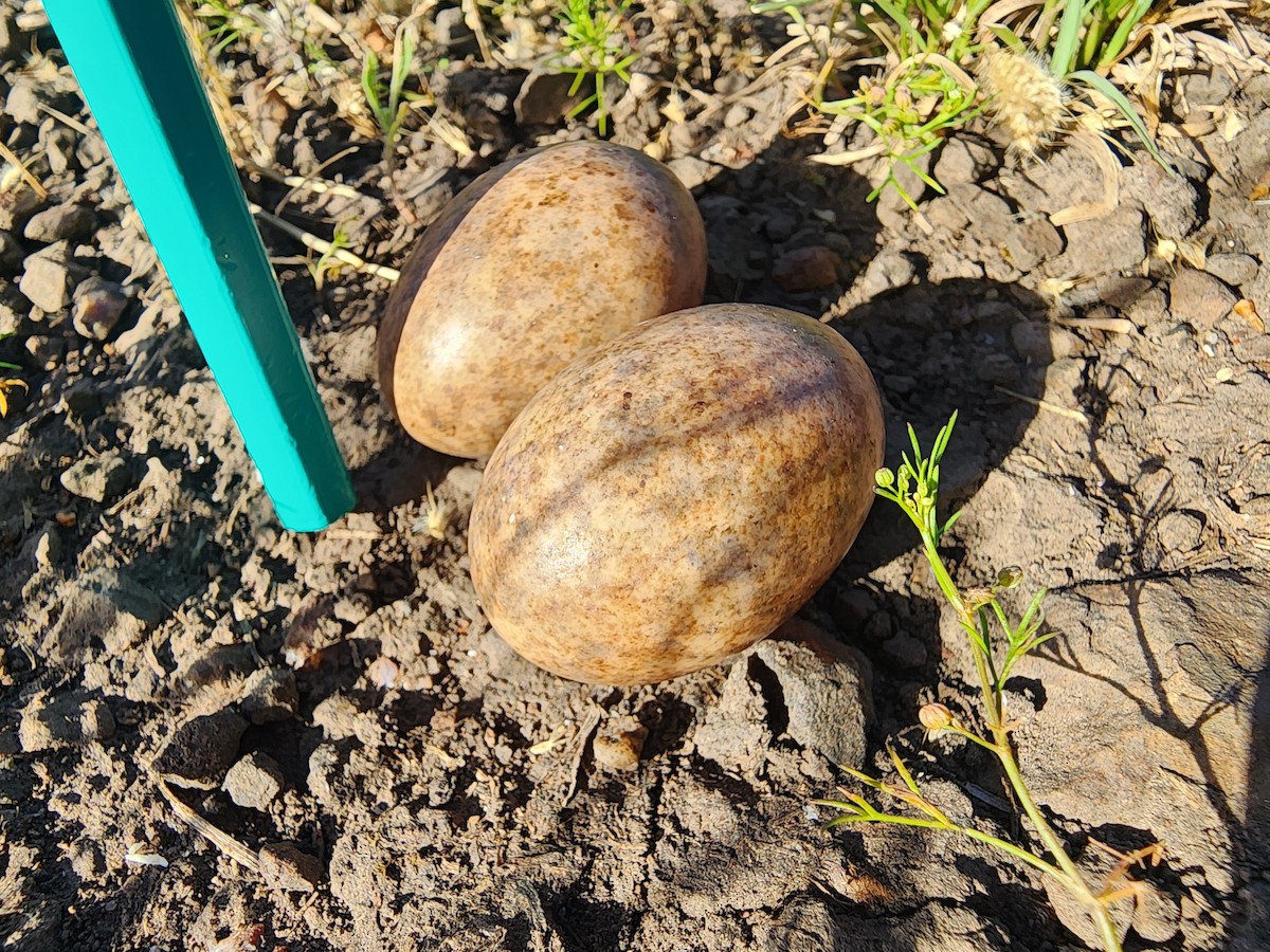 Nacunda Nighthawk - ML644429028