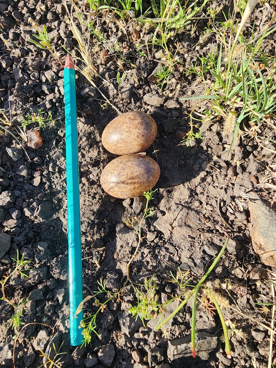 Nacunda Nighthawk - ML644429029