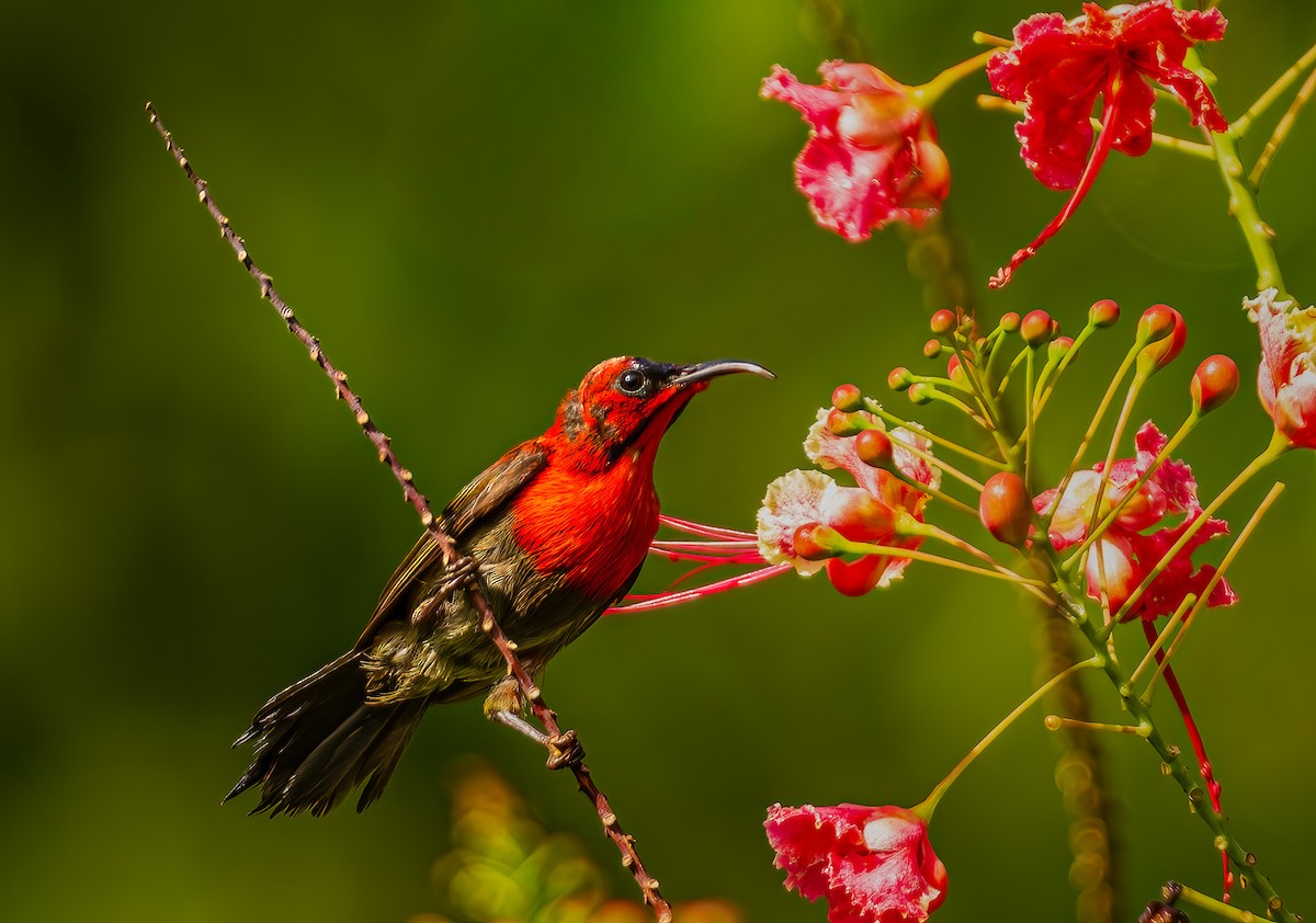 Karmesinnektarvogel - ML644429035