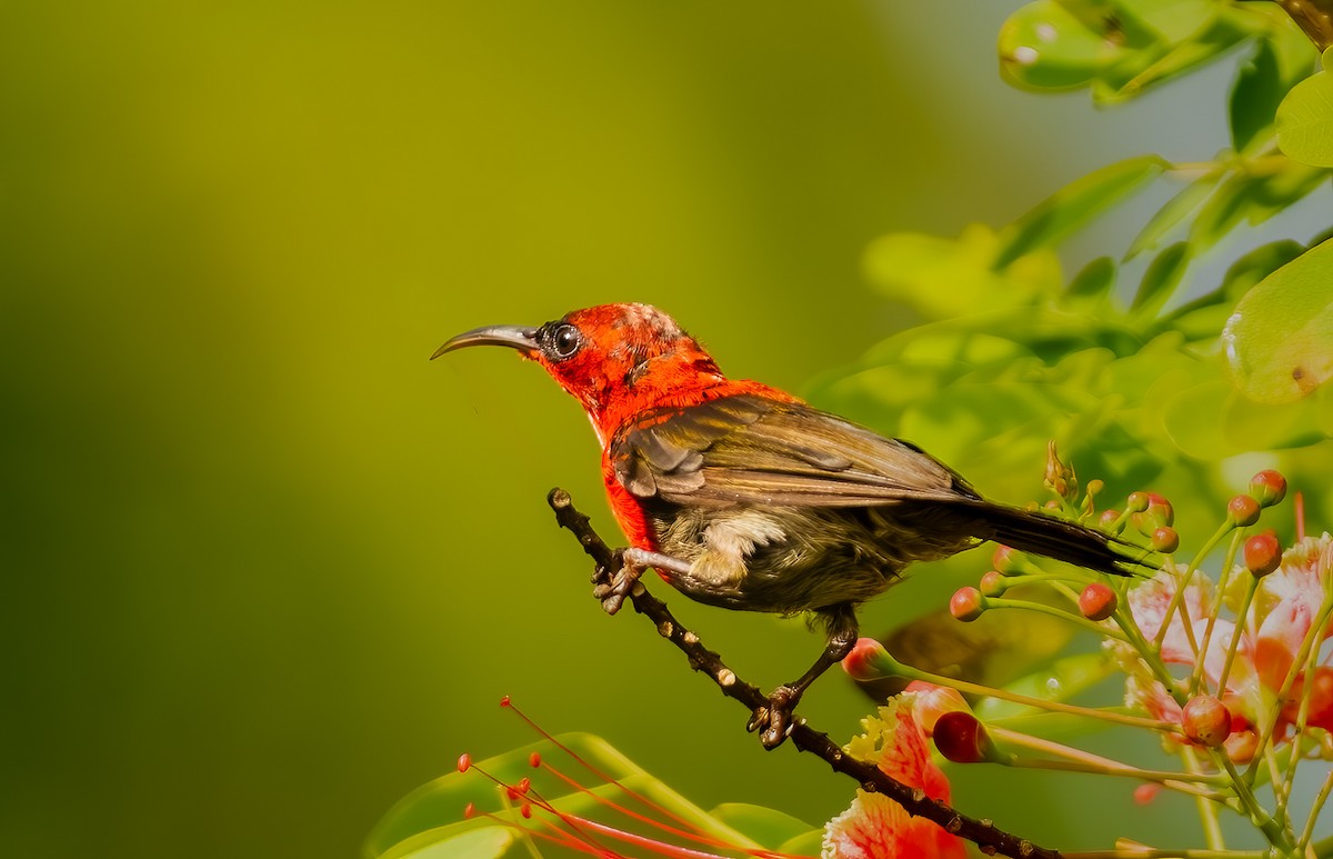 Karmesinnektarvogel - ML644429036