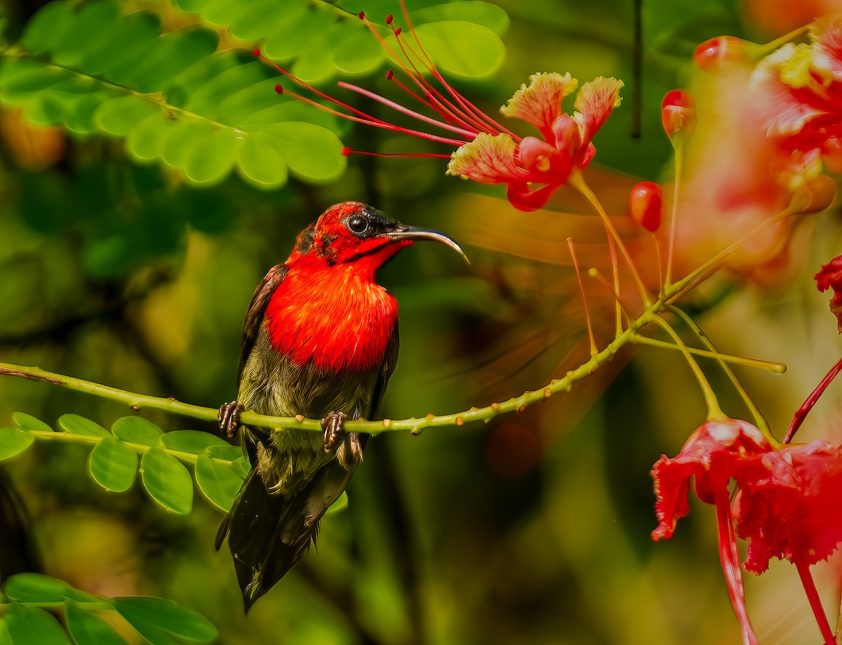 Karmesinnektarvogel - ML644429037