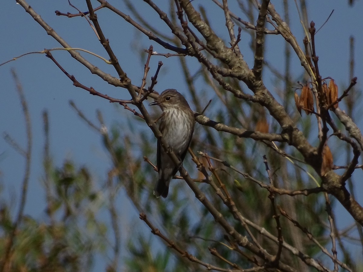 Grauschnäpper - ML644429040