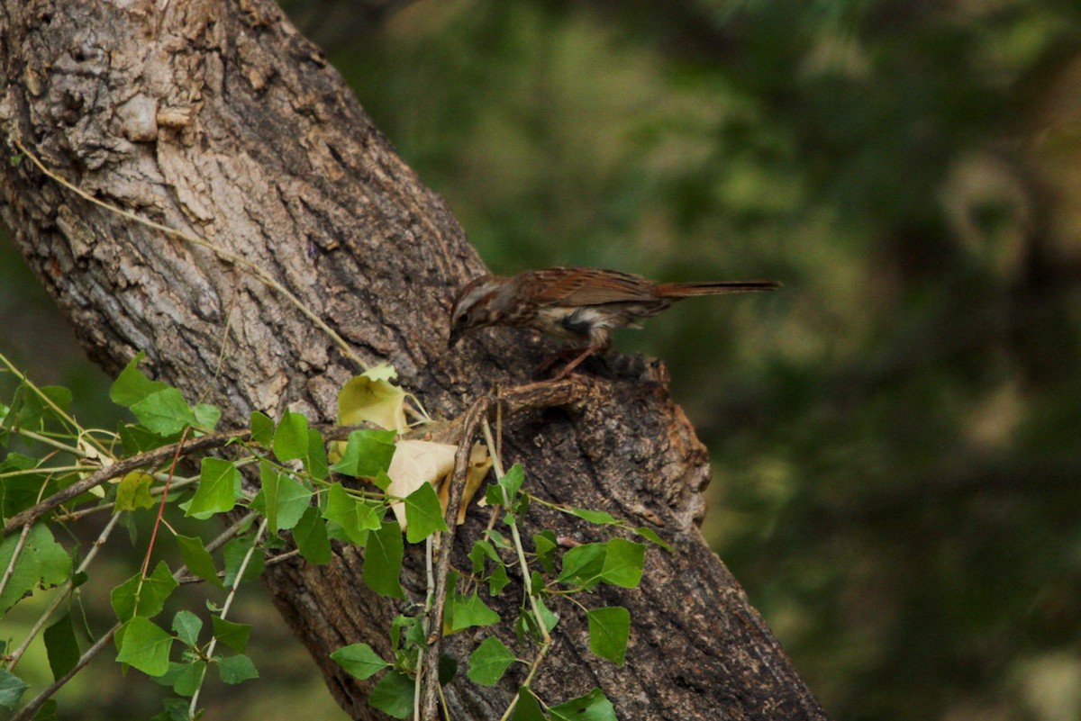 Song Sparrow (fallax Group) - ML644429042