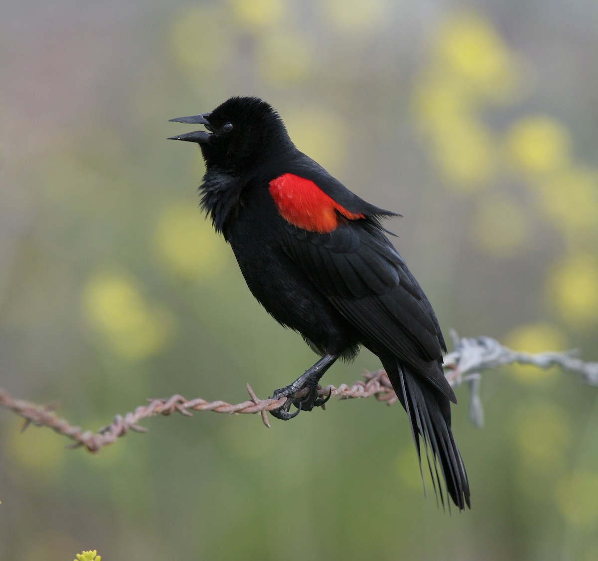 Al Kanatlı Karatavuk - ML644429044