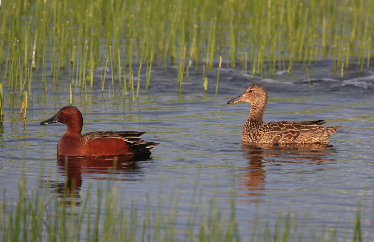 Kızıl Ördek - ML644429072