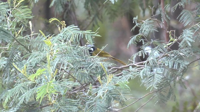 ミミジロミツスイ - ML644429074