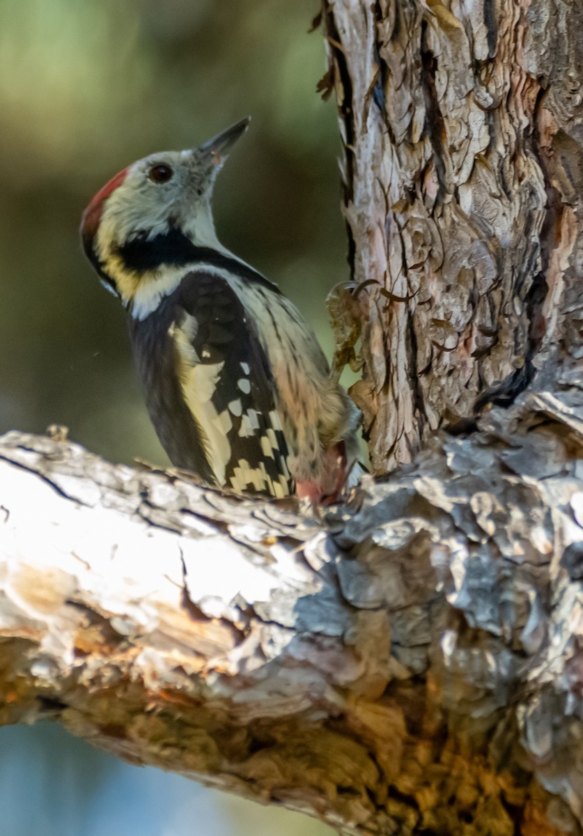 Middle Spotted Woodpecker - ML644429101