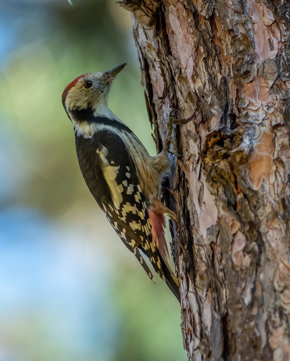 Middle Spotted Woodpecker - ML644429102