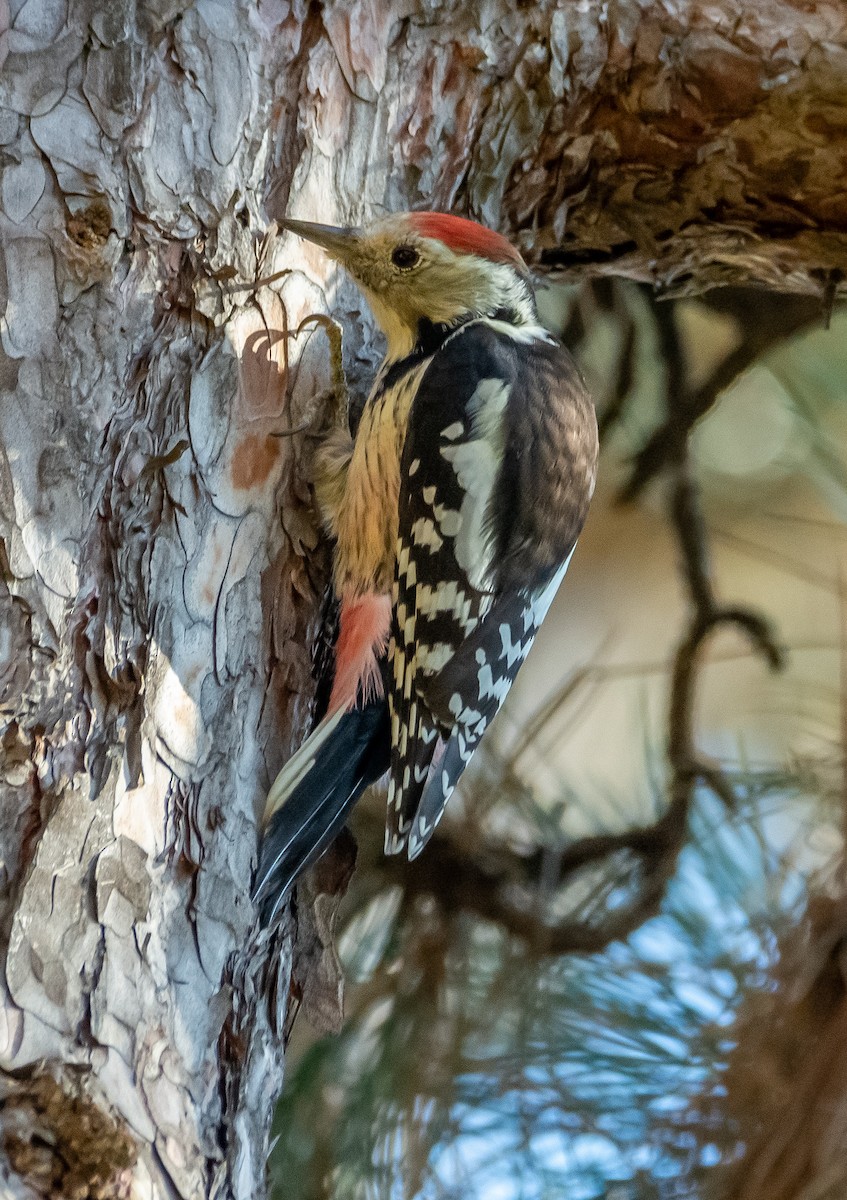 Middle Spotted Woodpecker - ML644429103