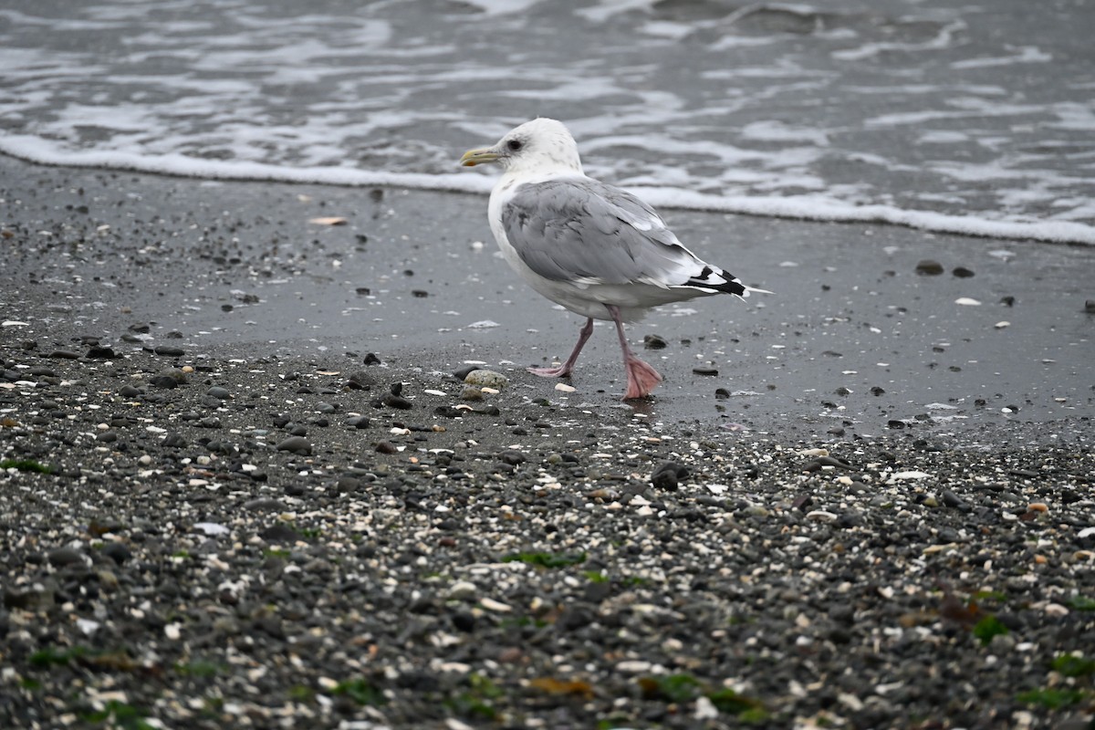 Iceland Gull (Thayer's) - ML644429105
