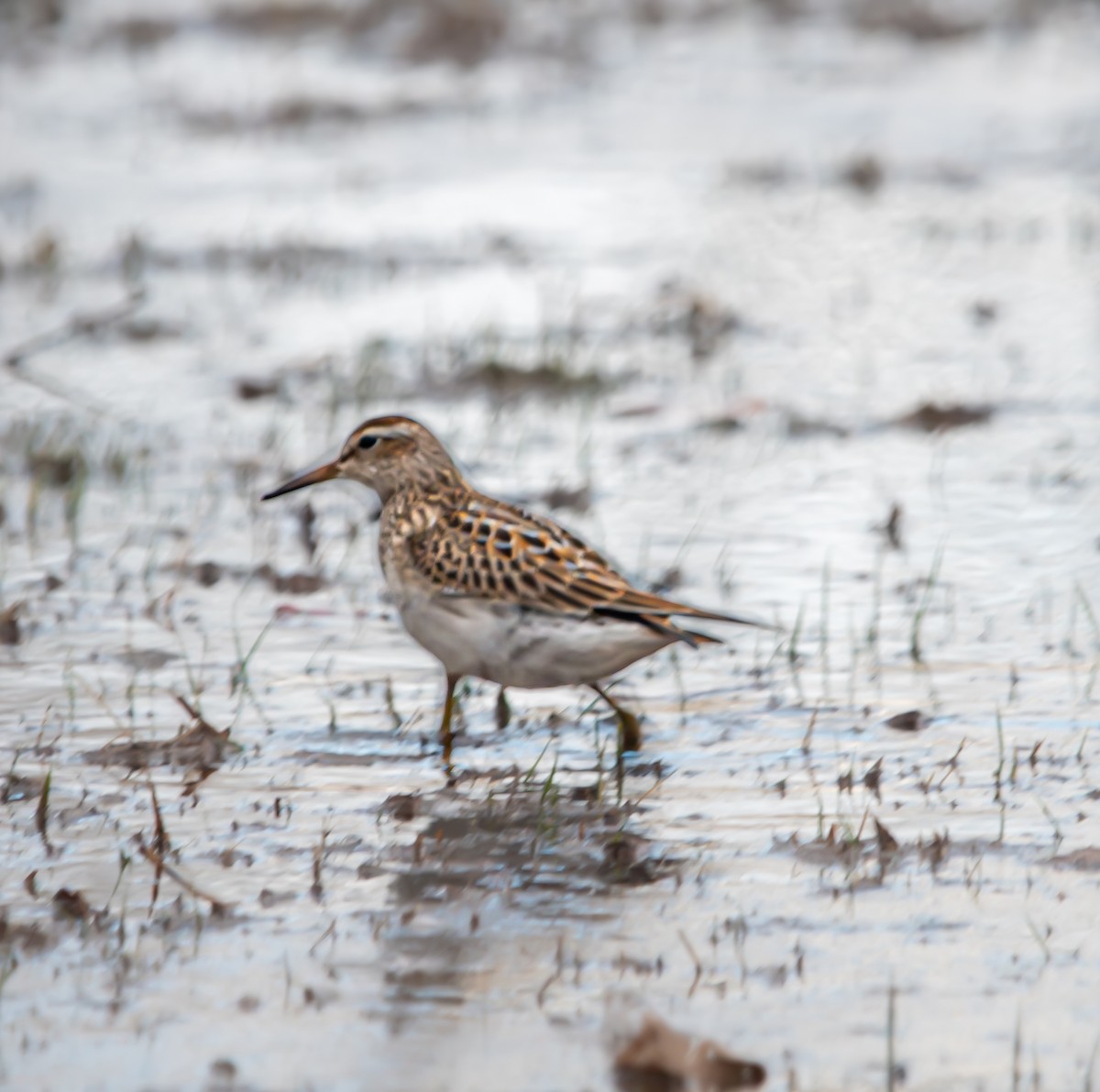 Pectoral Sandpiper - ML644429108