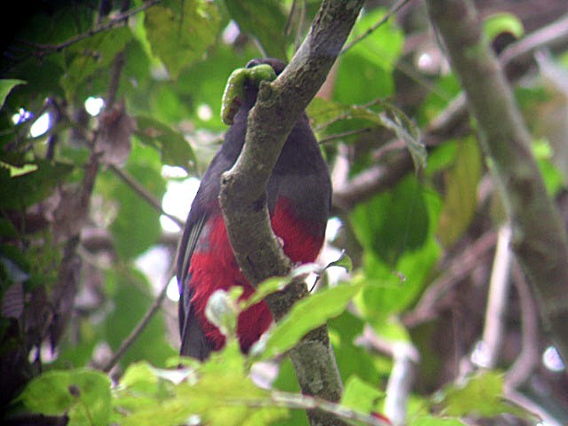Gri Kuyruklu Trogon - ML644429109