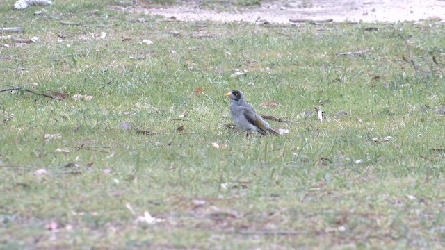 Noisy Miner - ML644429115