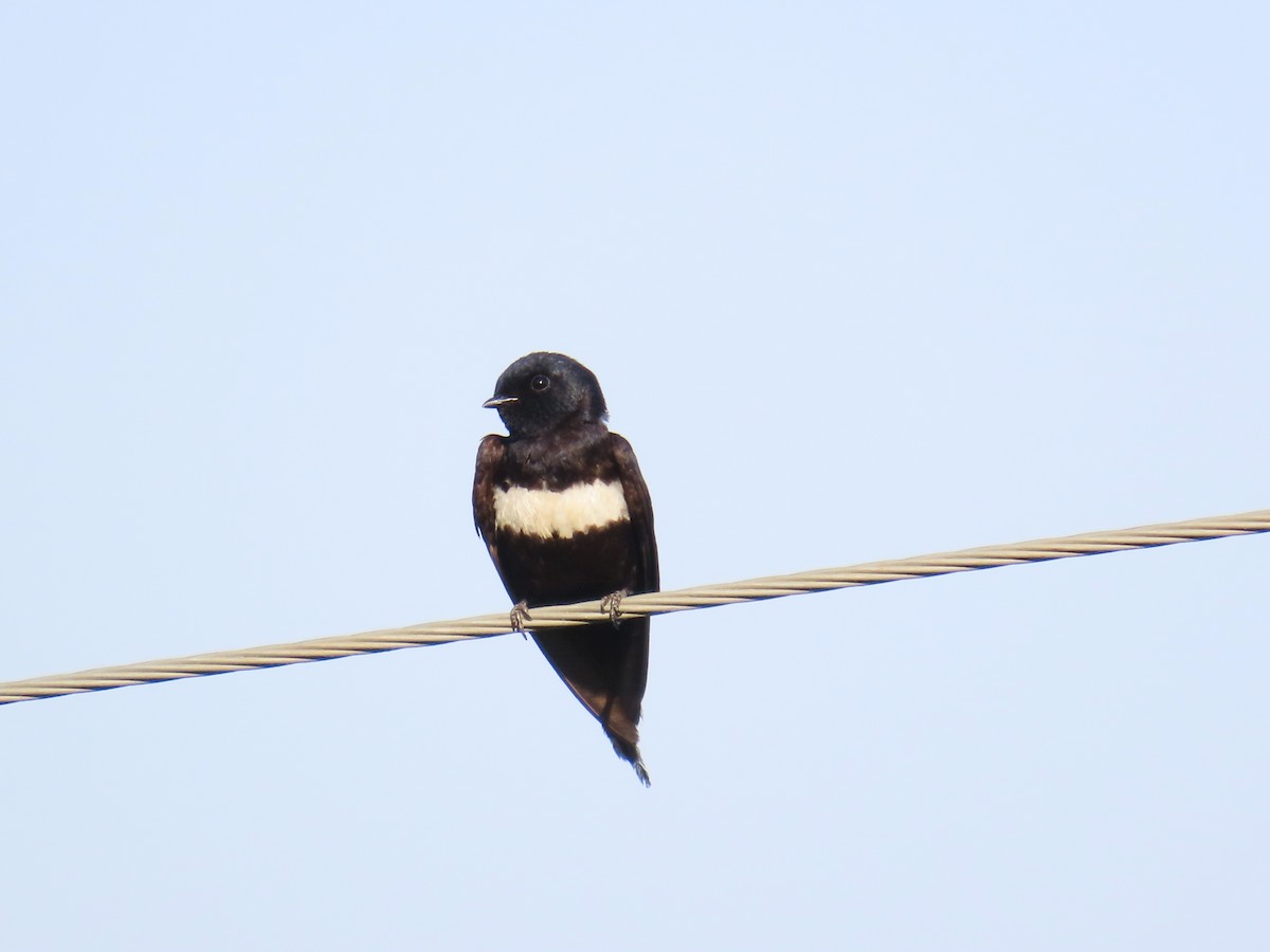 White-banded Swallow - ML644429120
