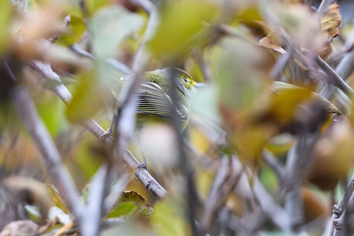 Белоглазый виреон - ML644429126